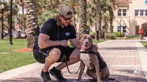 'I feel like he's my soulmate': Service dog saved Marine veteran's life
