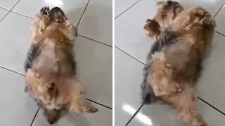 Sleepy puppy has the best napping position