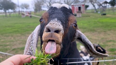 Rescued goat wants to eat all day long!