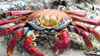 Sally lightfoot crab eating is a beautiful sight on the Beach