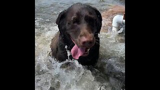 Dog splashes around during water aerobics class