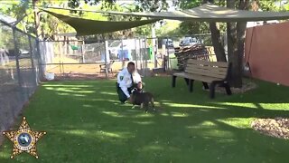 Sheba, the dog seen in viral video being punched update