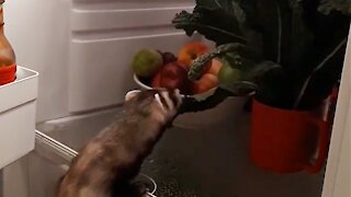 Ferret climbs into fridge to see what's for dinner