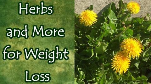 Herbs and More for Weight Loss