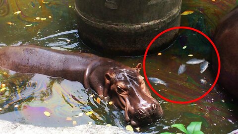 This is Why Hippos Have the Deadliest Poops in the World
