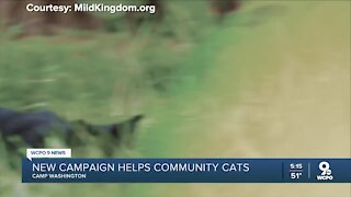How hanging out with kittens can help the community