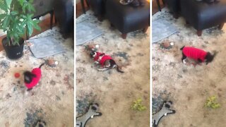 Puppy Has Hilarious Reaction To His First Sweater