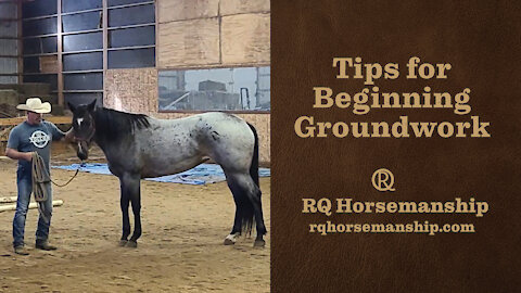 Tips for Beginning Groundwork