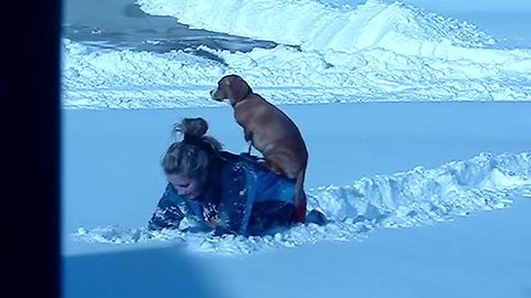Dog Refuses To Touch Snow, So She Rides On The Back Of Her Owner