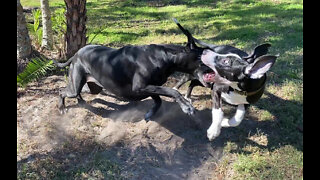 Great Dane Runs Circle Zoomies to Protect Her Dirt From Puppy
