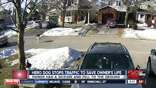 Hero dog stops traffic to save owner's life