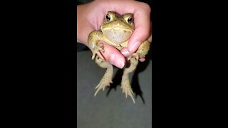 Wild toad clearly loves being petted