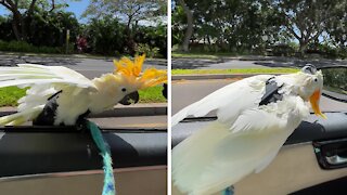 Koko the Cockatoo absolutely loves to car surf