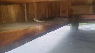 Couple find sneaky snake below bench