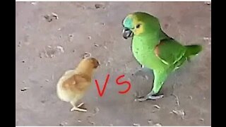 The little chick fought with the parrot and look what happened!