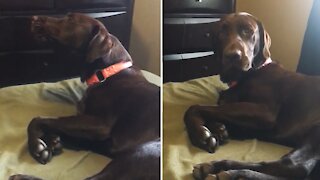 Puppy wakes up to realize he was howling in his sleep