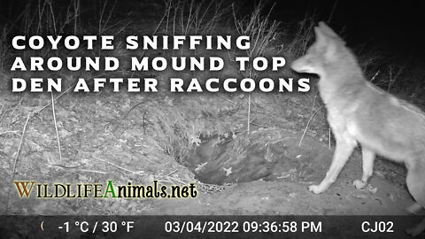Coyote Sniffing Around Mound Top Den After Raccoons Night - Winter