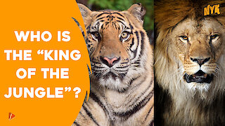 How Are Lions And Tigers Similar And Different From Each Other? *