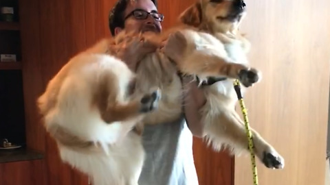 This golden retriever puppy makes for great bicep curls