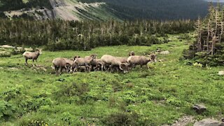 Majestic footage of bighorn sheep in Glacier National Park