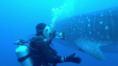 Scuba diver backpaddles out of whale shark's path