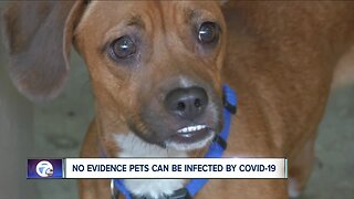 No evidence pets can be infected by COVID-19