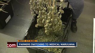 Farmers trading crops in for medical marijuana facilities