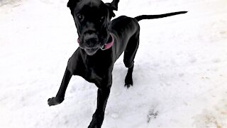 Great Dane puppy does zoomies in the fresh snowfall