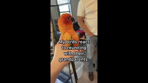 Parrots’ cute reaction to seeing their grandparents again