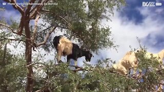 Avete mai visto una capra su un albero?