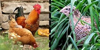 Chicken versus Quail