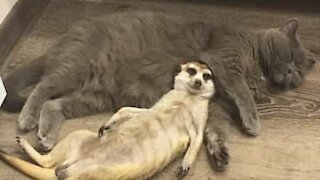 Adorable friendship between meerkat and cat