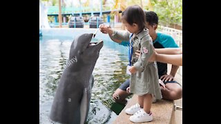 PET Baby Dolphins at Freshwater Home Aquarium !!