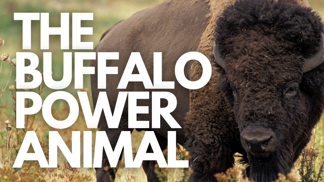 the-buffalo-power-animal