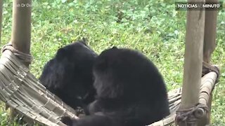 Ursos lutam por lugar na rede