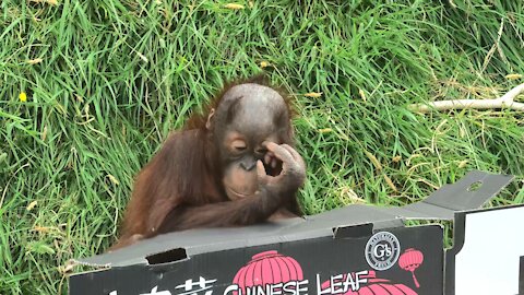Orangutan baby adorably plays with an empty cardboard box