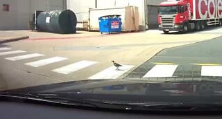 Pássaro dá exemplo e atravessa a rua na faixa de pedestres