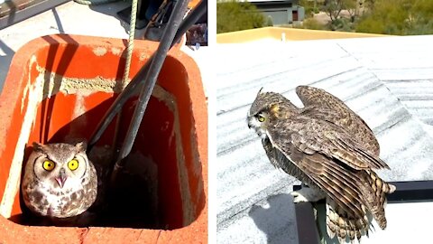 Two Great Horned Owls Rescued And Released From Chimney