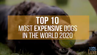 Top 10 Most Expensive Dogs in The World | 2020