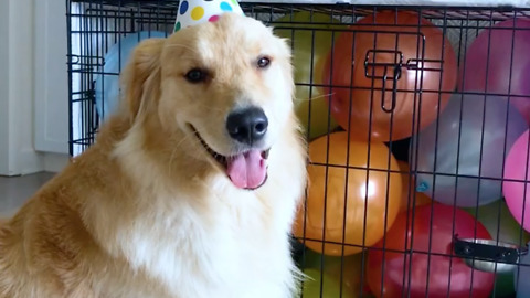Adorable puppy birthday celebration
