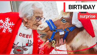 Miniature horses dressed as Santa surprise 95-year-old on her birthday