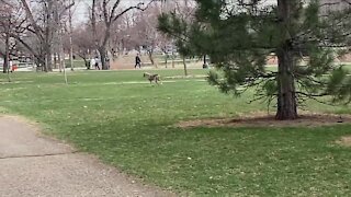 Mangy coyote spotted walking through Wash Park in daylight