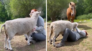 Sheep loves to cuddle and get scratches