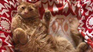 Meet Leonardo, the self-sufficient cat