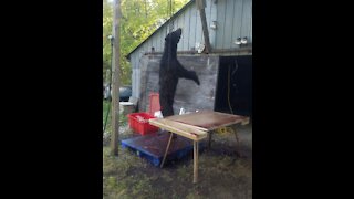 Ontario Black Bear