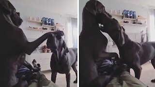 Pair of Great Danes adorably wrestle each other