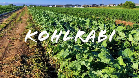 FOODIE || Farm-To-Table: Kohlrabi (2022)
