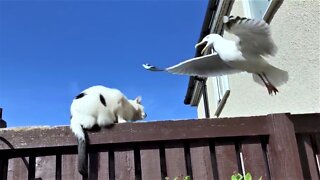 Wild Seagull Tries To Have Conversation With Unimpressed Cat