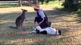 This cute kangaroo thinks he's a dog