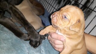 Pitbull puppy loving mom